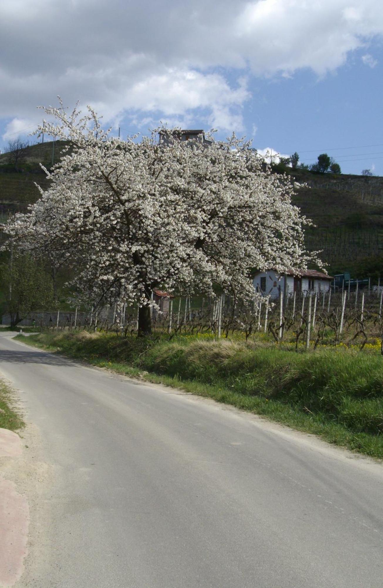 La Martinella Villa Canelli Exteriör bild
